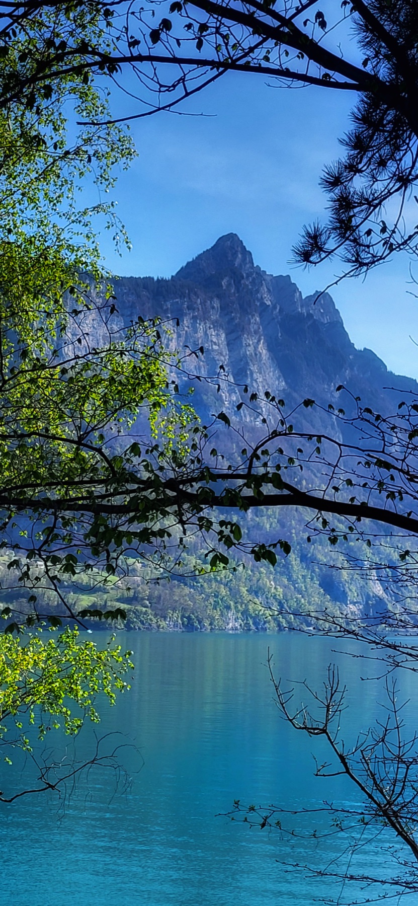 Berg und See, durch Äste und Blätter betrachtet