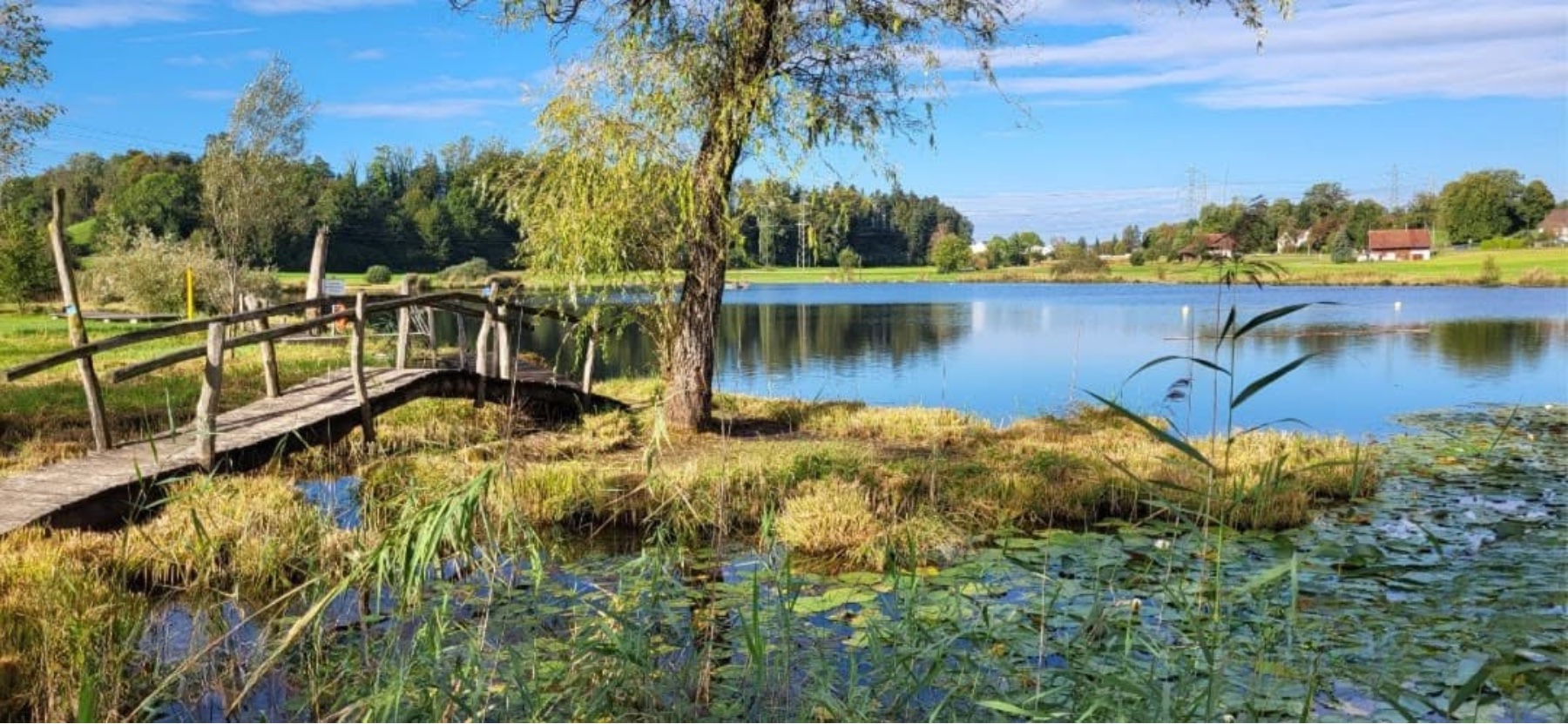 Egelsee ZH mit Holzsteg und Seerosen